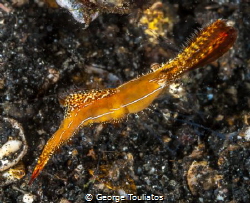 Donald Duck Shrimp!!! by George Touliatos 